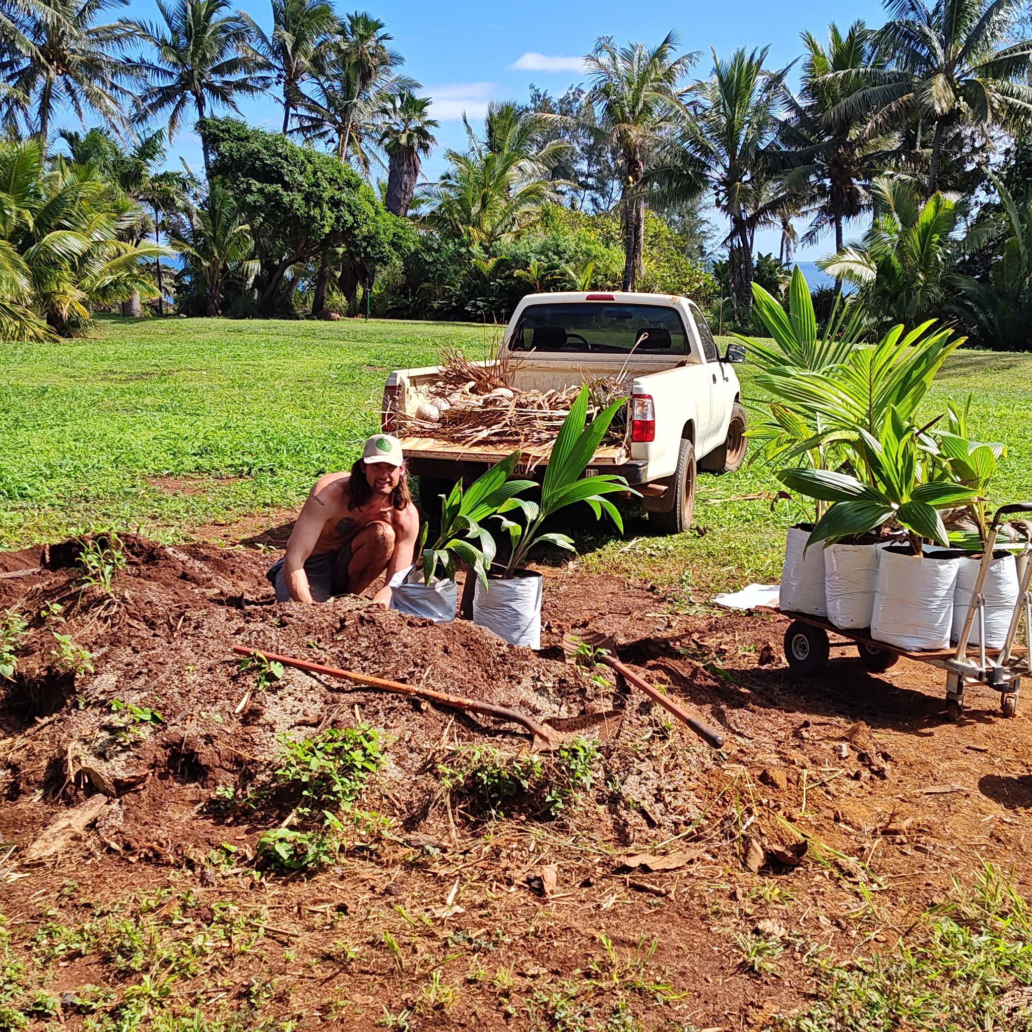 Coconut Saplings