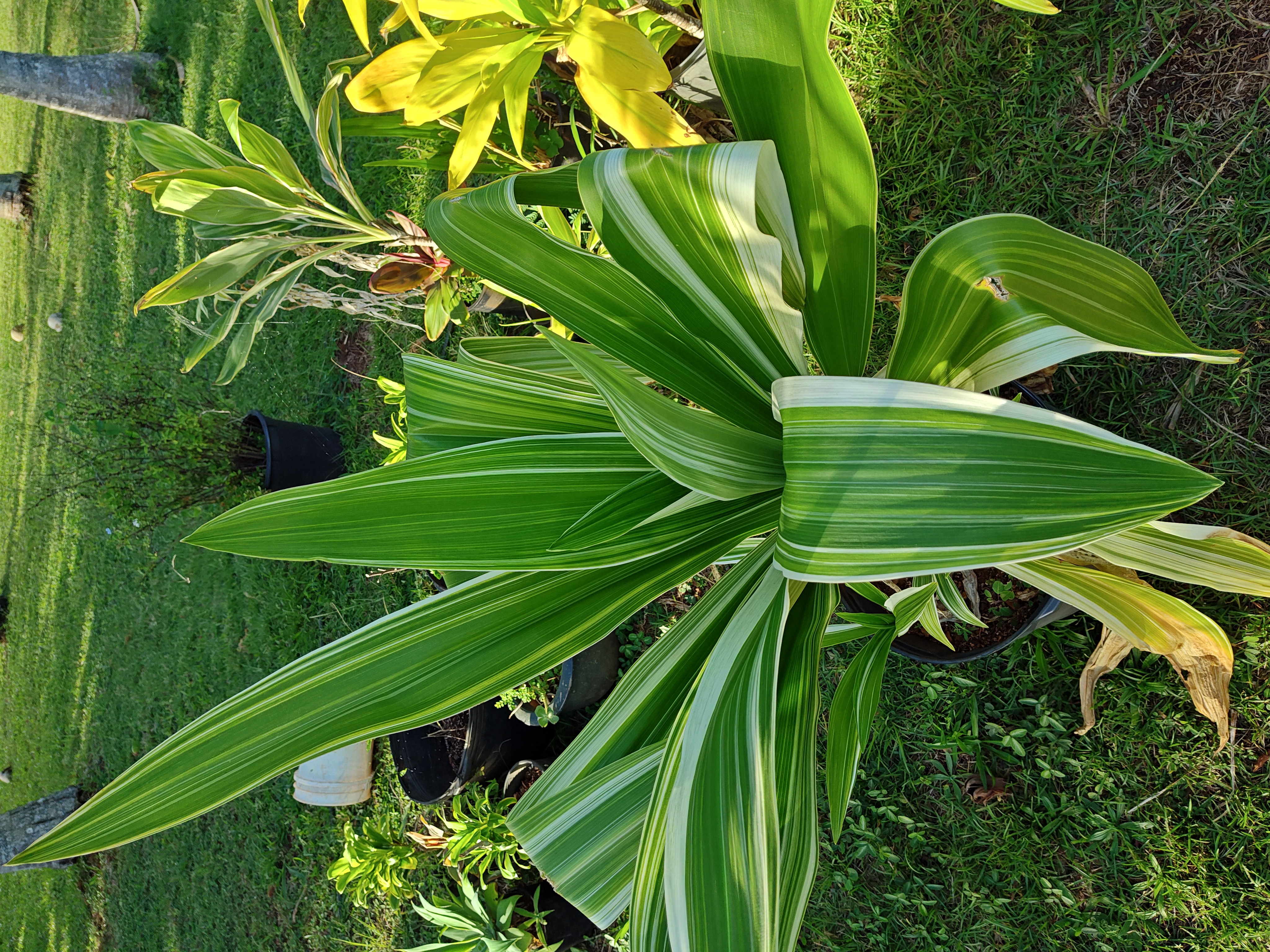 Ludovia Lancifolia