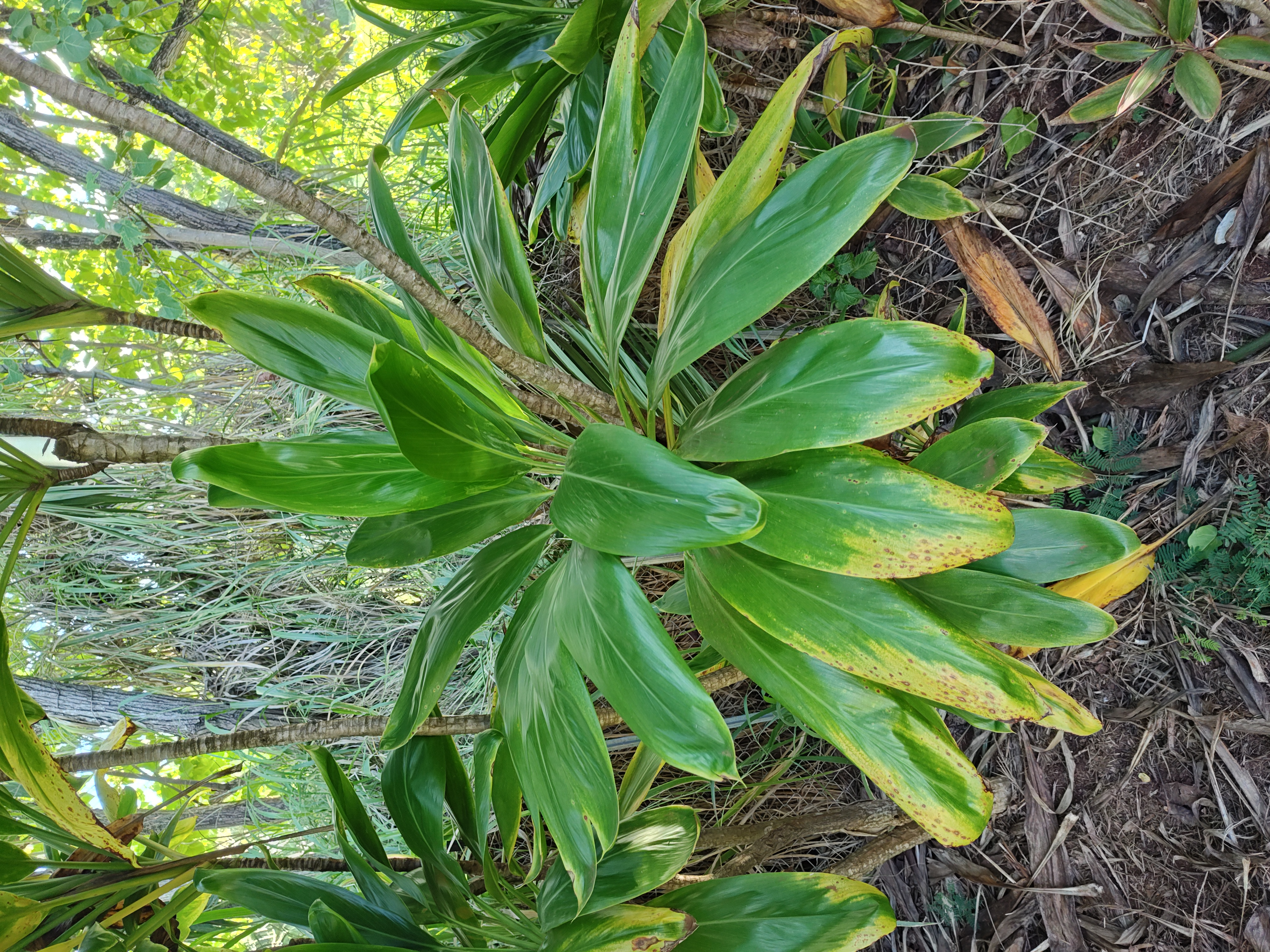 Ti Plant